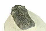 Bargain, Morocops Trilobite - Large Specimen #287595-5